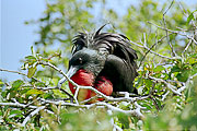 Picture 'Eq1_32_17 Frigatebird, Magnificent Frigatebird, Galapagos, North Seymour'